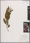 Foto von Salix caprea L. x Salix viminalis L.